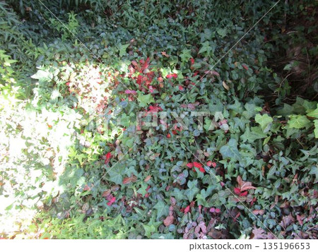 Close-up of ivy creeping up the exterior wall of a building Close-up of ivy creeping up the exterior wall of a building 135196653