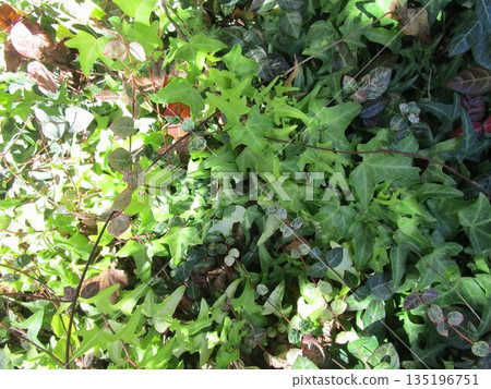 Ivy leaf up Ivy leaf up 135196751