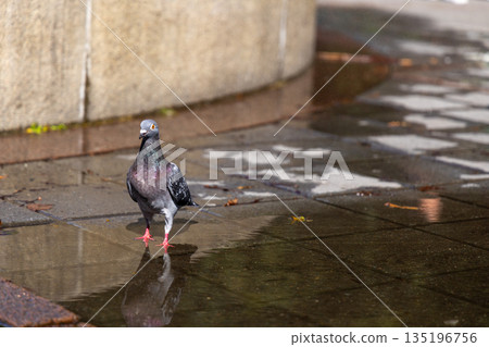Urban Pigeon Standing Reflective Moment on Wet City Sidewalk Urban Pigeon Standing Reflective Moment on Wet City Sidewalk 135196756
