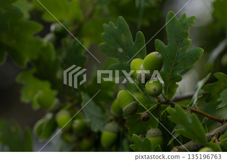 Close-Up of Vibrant Green Acorns on Oak Tree Branch with Lush Leaves Close-Up of Vibrant Green Acorns on Oak Tree Branch with Lush Leaves 135196763