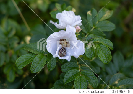 Snail Resting in White Flower Amidst Lush Green Foliage Snail Resting in White Flower Amidst Lush Green Foliage 135196766