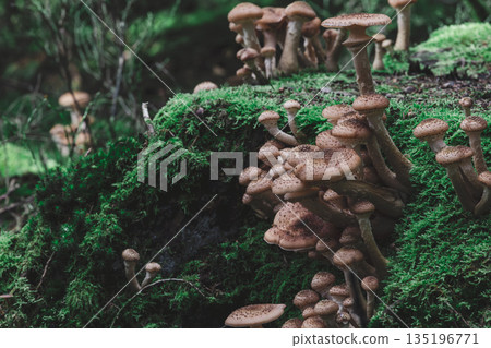Speckled wild mushrooms rise from moss carpet on decaying forest log closeup 135196771