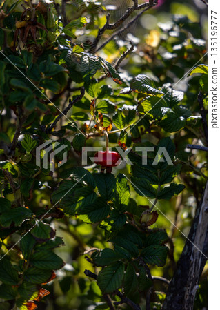 Vibrant Red Berry Among Lush Green Foliage in Sunlit Garden 135196777