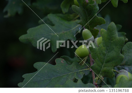 Oak Tree Branch with Fresh Green Acorns and Lush Leaves Close-Up Oak Tree Branch with Fresh Green Acorns and Lush Leaves Close-Up 135196788