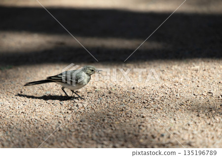 Small Gray Bird Stands on Sunlit Gravel Pathway in Dappled Light Small Gray Bird Stands on Sunlit Gravel Pathway in Dappled Light 135196789