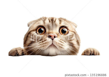 蘇格蘭折耳貓探出頭來（png） 135196886