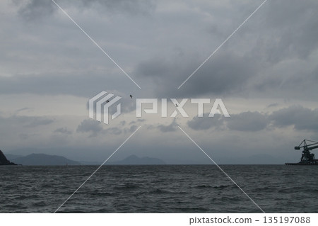 Birds flying over cloudy sea Birds flying over cloudy sea 135197088