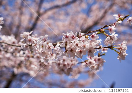 Cherry blossoms in Doshi Village, Yamanashi Prefecture Cherry blossoms in Doshi Village, Yamanashi Prefecture 135197361