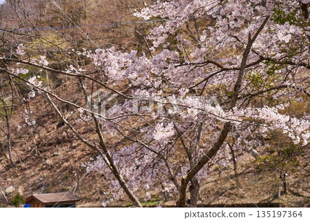 山梨縣道志村的櫻花 山梨縣道志村的櫻花 135197364