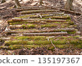 Moss-covered timber in the forests of Doshi Village, Yamanashi Prefecture 135197367