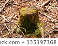 Moss-covered stump in the forest of Doshi Village, Yamanashi Prefecture 135197368