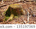 Moss-covered stump in the forest of Doshi Village, Yamanashi Prefecture 135197369