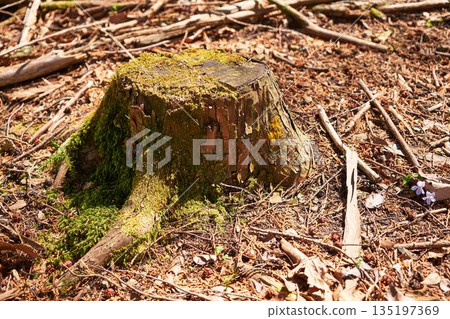 Moss-covered stump in the forest of Doshi Village, Yamanashi Prefecture 135197369