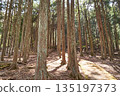 Bright cedar forest in Doshi Village, Yamanashi Prefecture 135197373