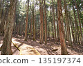 Bright cedar forest in Doshi Village, Yamanashi Prefecture 135197374