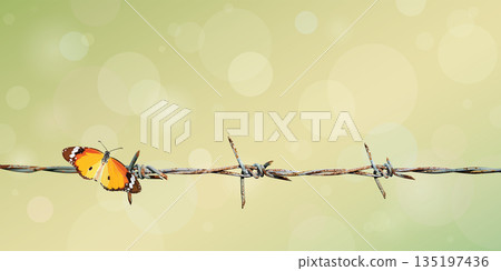 Butterfly on old barb wire have blurred natural green and bokeh background graphic illustrated have blank space. 135197436