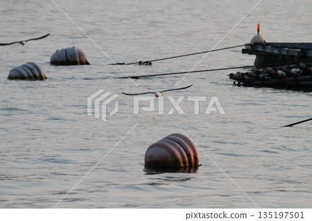海鷗飛越大海 海鷗飛越大海 135197501