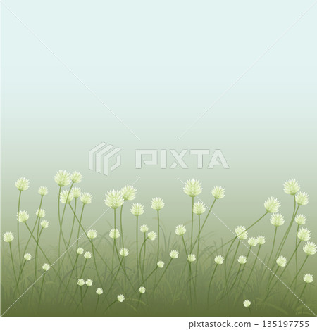 Grass flowers side view minimalist landscape graphic illustrated with thick fog background have blank space. 135197755