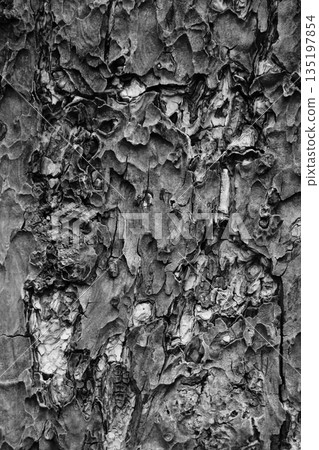Skin Skin 135197854