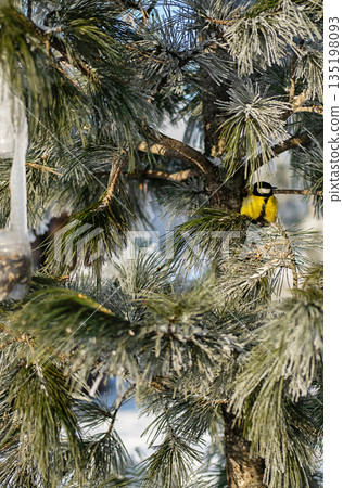 Small bird sitting on frosted pine branch in winter forest, observing hanging bird feeder. Small bird sitting on frosted pine branch in winter forest, observing hanging bird feeder. 135198093