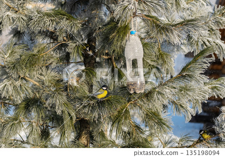 Birds on frosted pine branch next to homemade feeder made from plastic bottle. Birds on frosted pine branch next to homemade feeder made from plastic bottle. 135198094