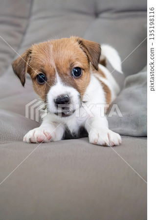 Cute little puppy laying on soft couch. Adorable pet portrait. 135198116