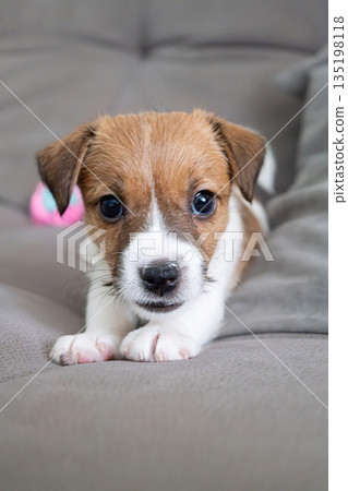 Close up portrait of cute small puppy dog looking at spectator. 135198118