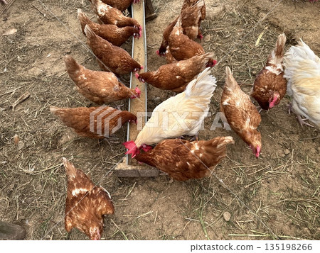 雞 135198266