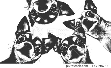 curious chihuahuas looking down engraving raster 135198785