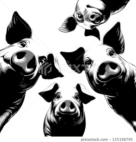 Curious Pigs Looking Down engraving sketch vector Curious Pigs Looking Down engraving sketch vector 135198795