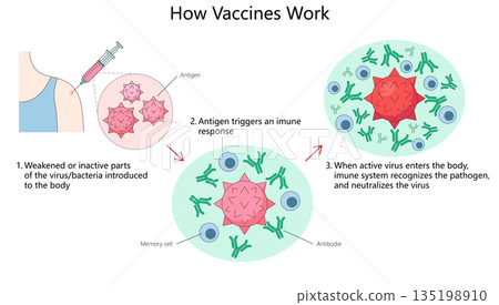 How vaccines protect the body from viruses vector How vaccines protect the body from viruses vector 135198910