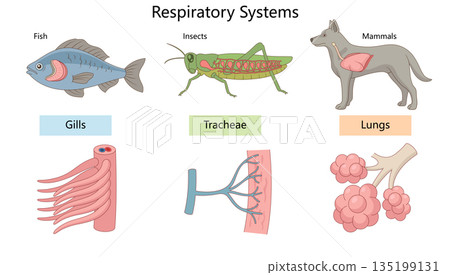 Comparison of respiratory systems in animals Comparison of respiratory systems in animals 135199131