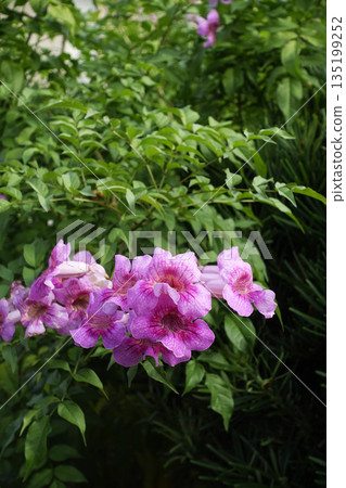 Pink flowers of the pink trumpet vine that bloom in November 135199252