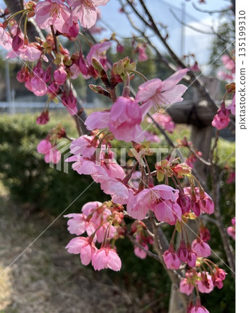 公園裡的粉紅色櫻花 135199310