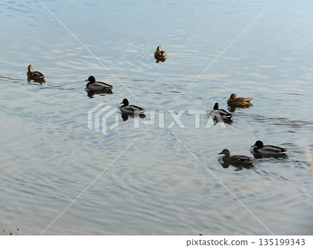 Duck Duck 135199343