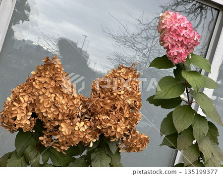 A vibrant hydrangea bloom with lush, colorful petals in shades of blue and pink. This elegant flower symbolizes beauty and grace, perfect for gardens, bouquets, or floral decor. A vibrant hydrangea bloom with lush, colorful petals in shades of blue and pink. This elegant flower symbolizes beauty and grace, perfect for gardens, bouquets, or floral decor. 135199377