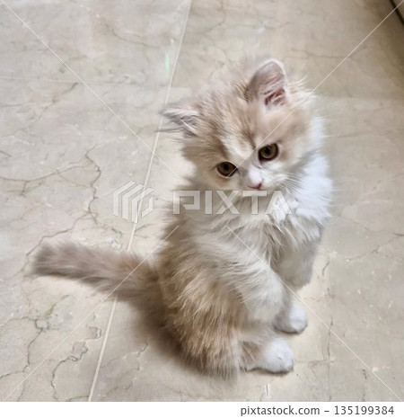 A cat with a sleek coat and playful personality, lounging in a sunny spot. Perfect for pet photography, showcasing the charm and beauty of local feline companions at home. 135199384