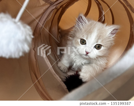 A cat with a sleek coat and playful personality, lounging in a sunny spot. Perfect for pet photography, showcasing the charm and beauty of local feline companions at home. 135199387