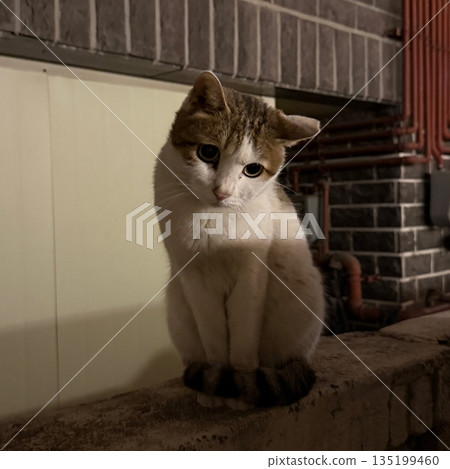 An Indonesian domestic cat with a sleek coat and playful personality, lounging in a sunny spot. Perfect for pet photography, showcasing the charm and beauty of local feline companions at home. 135199460