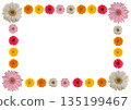 Amount of Gerbera 135199467