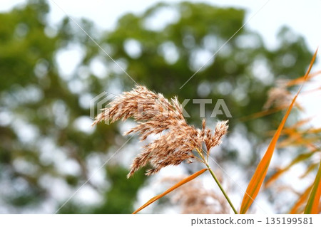 Susuki shaking in autumn wind 135199581