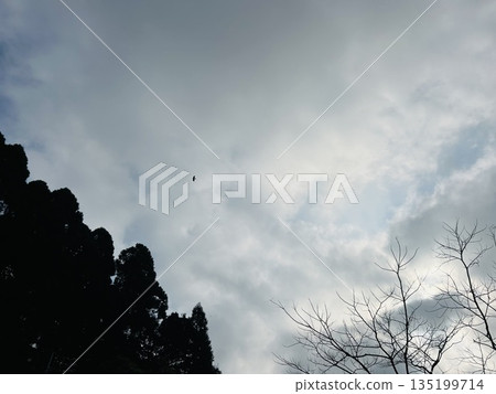 Monochrome landscape, trees and birds Monochrome landscape, trees and birds 135199714