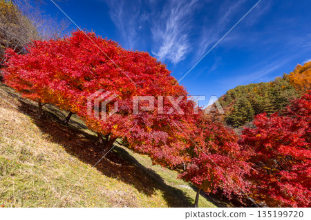 長野縣上名郡箕輪町東之輪-著名的賞楓勝地:紅葉湖(箕輪水壩)和末廣廣場山坡上絢麗的楓樹。 長野縣上名郡箕輪町東之輪-著名的賞楓勝地:紅葉湖(箕輪水壩)和末廣廣場山坡上絢麗的楓樹。 135199720