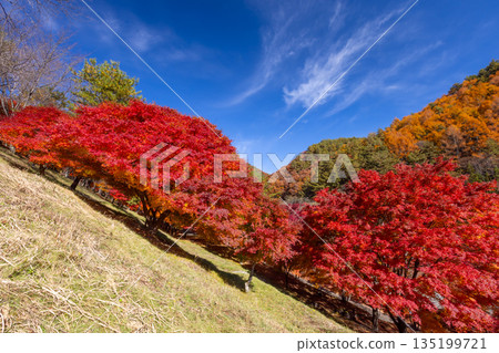 長野縣上名郡箕輪町東之輪-著名的賞楓勝地:紅葉湖(箕輪水壩)和末廣廣場山坡上絢麗的楓樹。 長野縣上名郡箕輪町東之輪-著名的賞楓勝地:紅葉湖(箕輪水壩)和末廣廣場山坡上絢麗的楓樹。 135199721