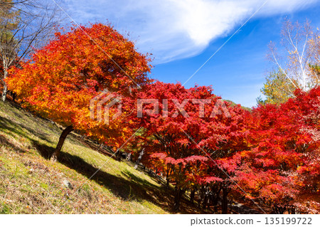 長野縣上名郡箕輪町東之輪-著名的賞楓勝地:紅葉湖(箕輪水壩)和末廣廣場山坡上絢麗的楓樹。 長野縣上名郡箕輪町東之輪-著名的賞楓勝地:紅葉湖(箕輪水壩)和末廣廣場山坡上絢麗的楓樹。 135199722