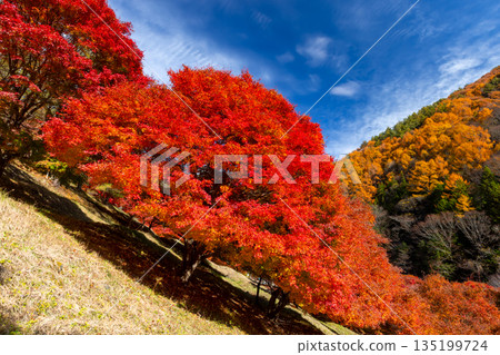長野縣上名郡箕輪町東之輪-著名的賞楓勝地:紅葉湖(箕輪水壩)和末廣廣場山坡上絢麗的楓樹。 長野縣上名郡箕輪町東之輪-著名的賞楓勝地:紅葉湖(箕輪水壩)和末廣廣場山坡上絢麗的楓樹。 135199724