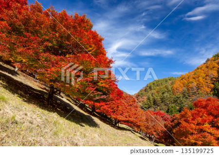 Higashiminowa, Minowa Town, Kamiina District, Nagano Prefecture - A famous spot for viewing autumn leaves: Lake Momiji (Minowa Dam) and the vibrant maples on the slopes of Suehiro Square Higashiminowa, Minowa Town, Kamiina District, Nagano Prefecture - A famous spot for viewing autumn leaves: Lake Momiji (Minowa Dam) and the vibrant maples on the slopes of Suehiro Square 135199725