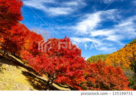 長野縣上名郡箕輪町東之輪－著名的賞楓勝地：紅葉湖（箕輪水壩）和末廣廣場山坡上絢麗的楓樹。 135199731
