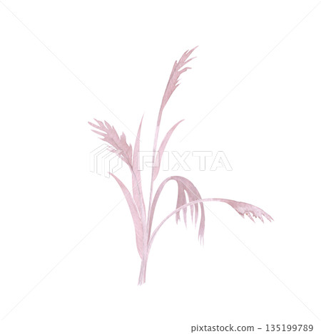 Relaxed watercolor sea grass bouquet with loosely flowing stems and organic movement, painted in soft neutral blush tones, isolated on white background for modern surface design, editorial, branding. 135199789