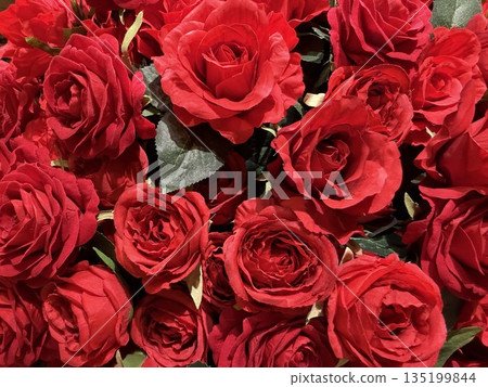 Crimson rose 135199844